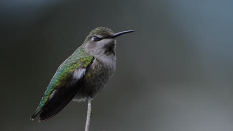an anna's hummingbird perches on a branch and looks around before flying away out of frame.