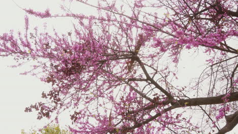 Close-up-of-a-cherry-blossom-against-a-clear-blue-sky,-marking-the-arrival-of-spring