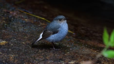 this female plumbeous redstart is not as colourful as the male but sure it is so fluffy as a ball of a cute bird