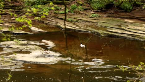 disparo de mano de un pato blanco y negro nadando arriba y abajo de un río