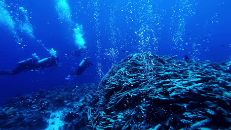 recreational scuba diving in dahab´s famous blue hole along beautiful coral reef, exploring the unique underwater world