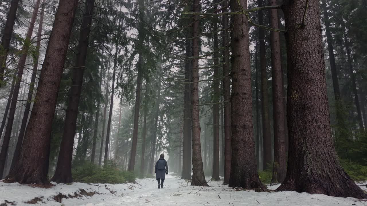 Person enters a snow-covered forest. Mysterious winter nature creates a fairy-tale atmosphere. Tall trees around which a man with a backpack walks