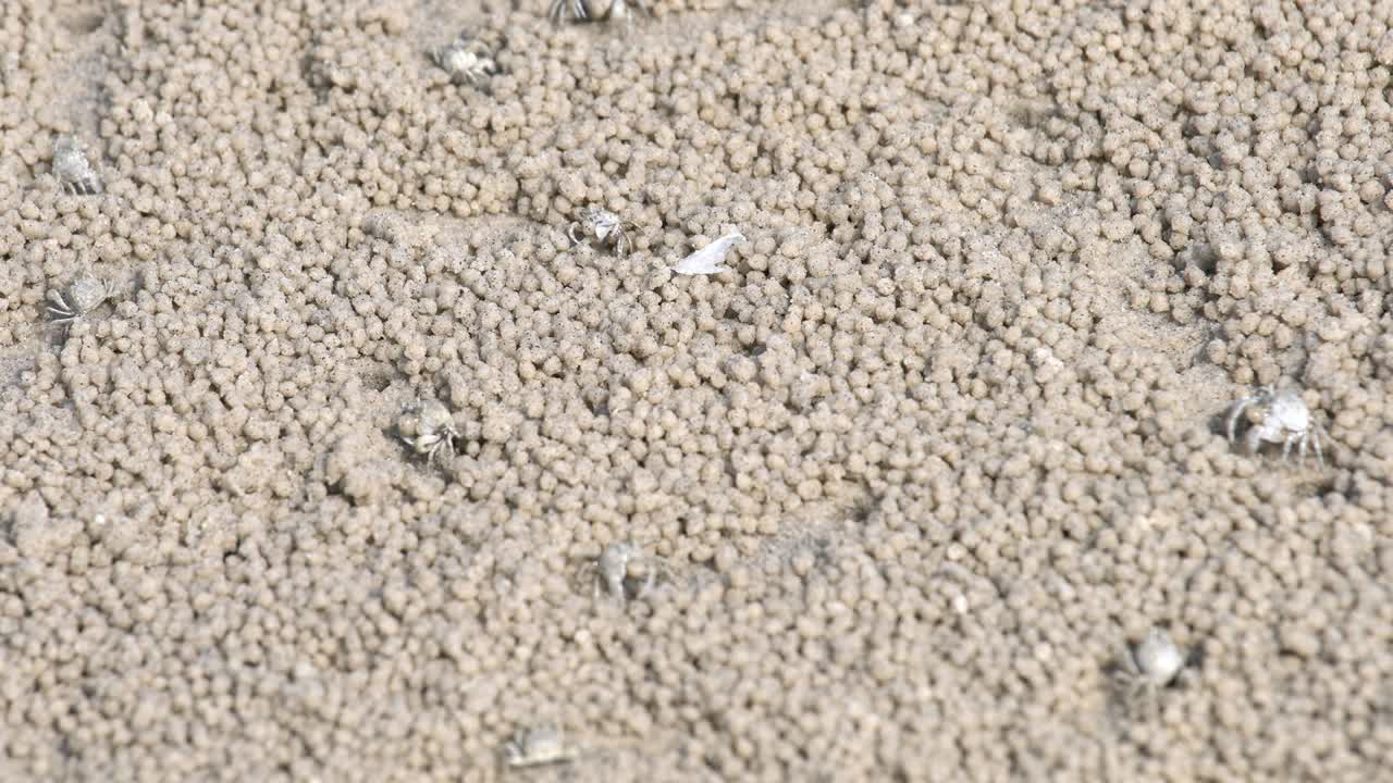 모래 버블러 크래브