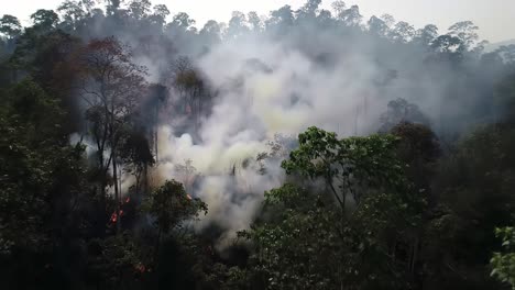 destructive wildfire spreading through dense forest, creating thick smoke and threatening wildlife habitat amidst natural beauty and environmental crisis