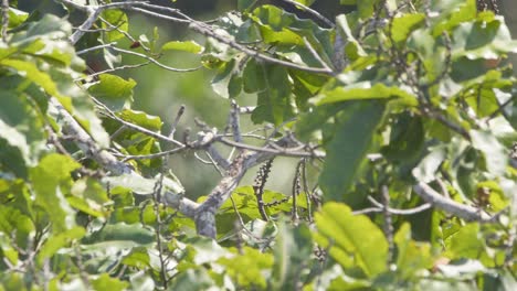 Bat-Falcon,-hidden-in-tree,-takes-off,-flies-away-in-Tambopata-National-Reserve