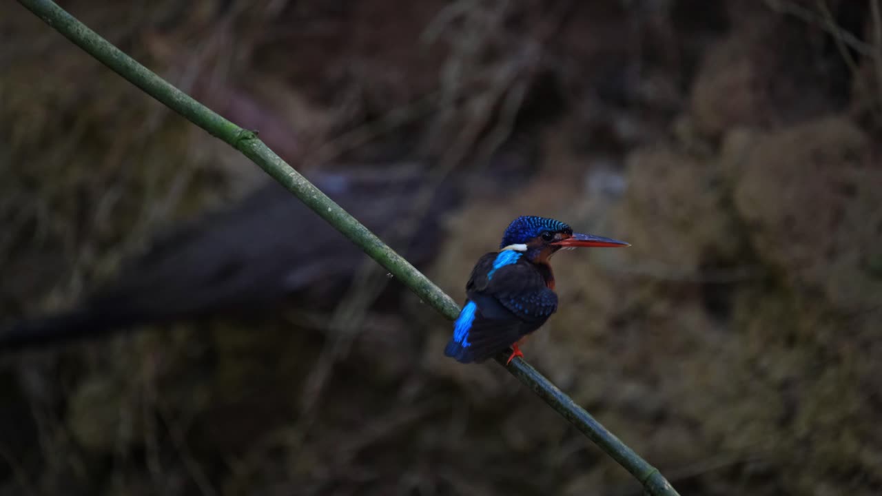 martín pescador de orejas azules, alcedo meninting, parque nacional kaeng krachan, tailandia