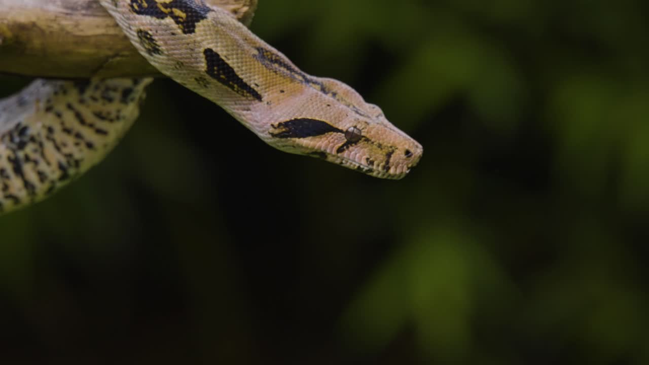 Stealthy Serpent: Camouflage in Nature