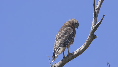 red-shouldered hawk perched on a branch