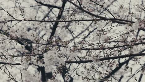 Blühende-Zweige-Des-Sakura-Baumes-Mit-Regentropfen-An-Einem-Regnerischen-Frühlingstag-In-Tokio,-Japan