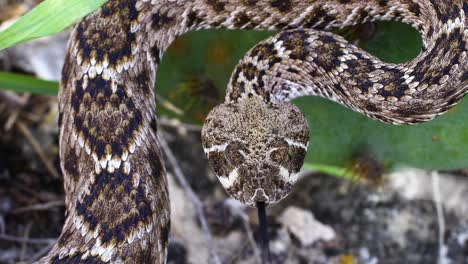 Statisches-Video-Einer-Western-Diamondback-Klapperschlange