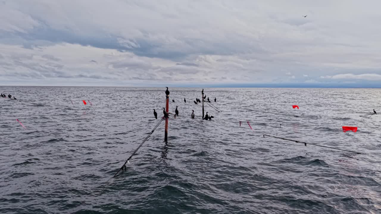 Drones capturing aerial views of cormorants resting over water in Bulgaria