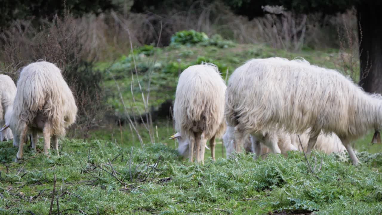 이탈리아 사르데냐에서 함께 밖에서 풀을 뜯고 있는 어미 양과 어린 양의 슬로우 모션 샷