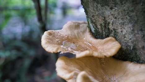 branched oyster mushrooms growing on a tree with water inside