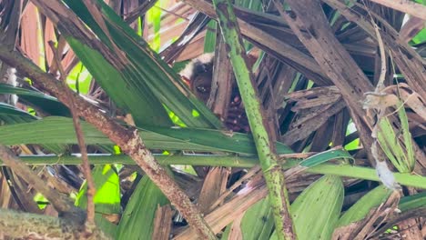 un mono tarsier escondiéndose en un árbol en bohol, filipinas