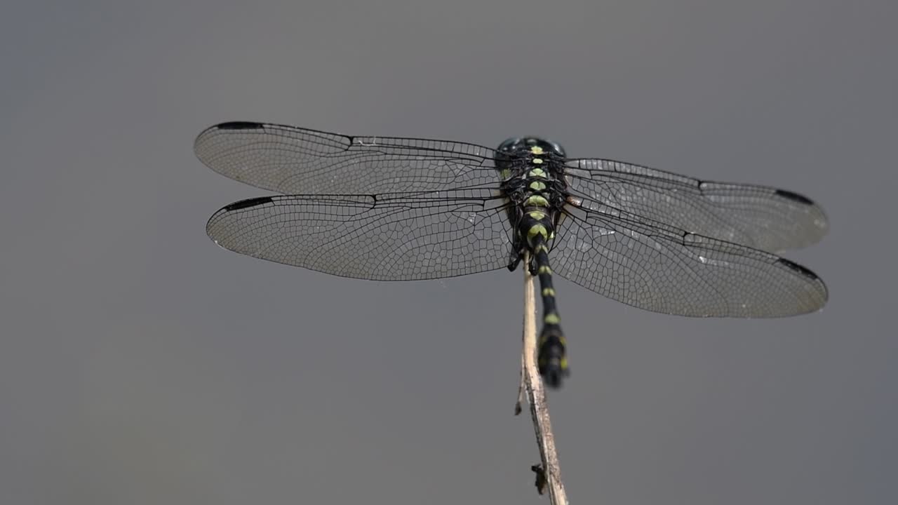 일반적인 flangetail 잠자리는 태국과 아시아에서 흔히 볼 수 있습니다.