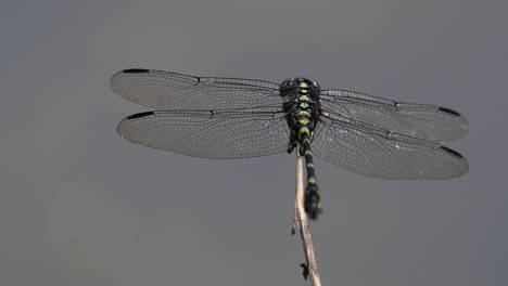 Die-Gemeine-Flanschschwanzlibelle-Kommt-Häufig-In-Thailand-Und-Asien-Vor