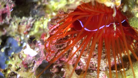 Electric-flame-scallop-close-up-on-tropical-coral-reef