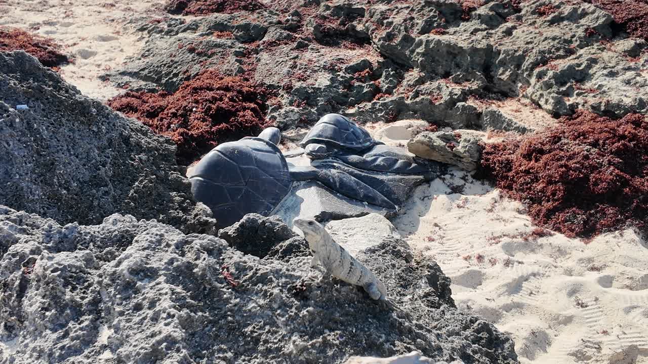 Experience luxury at its finest – stunning b-roll of our unforgettable Xcarte hotel stay. Tour the views, vibes, and elegance in every frame! #Travel #LuxuryHotel #Xcarte