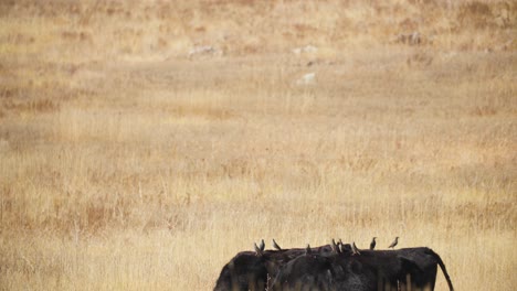 Birds-Sitting-on-Cattle's-Back-in-Open-Field