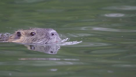 close up of an adult coypu swimming peacefully on a pond searching for food