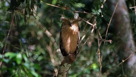 Visto-Mirando-Directamente-Hacia-La-Cámara-Como-Se-Ve-En-Lo-Profundo-Del-Bosque,-Lechuza-Ketupa-Ketupu,-Tailandia