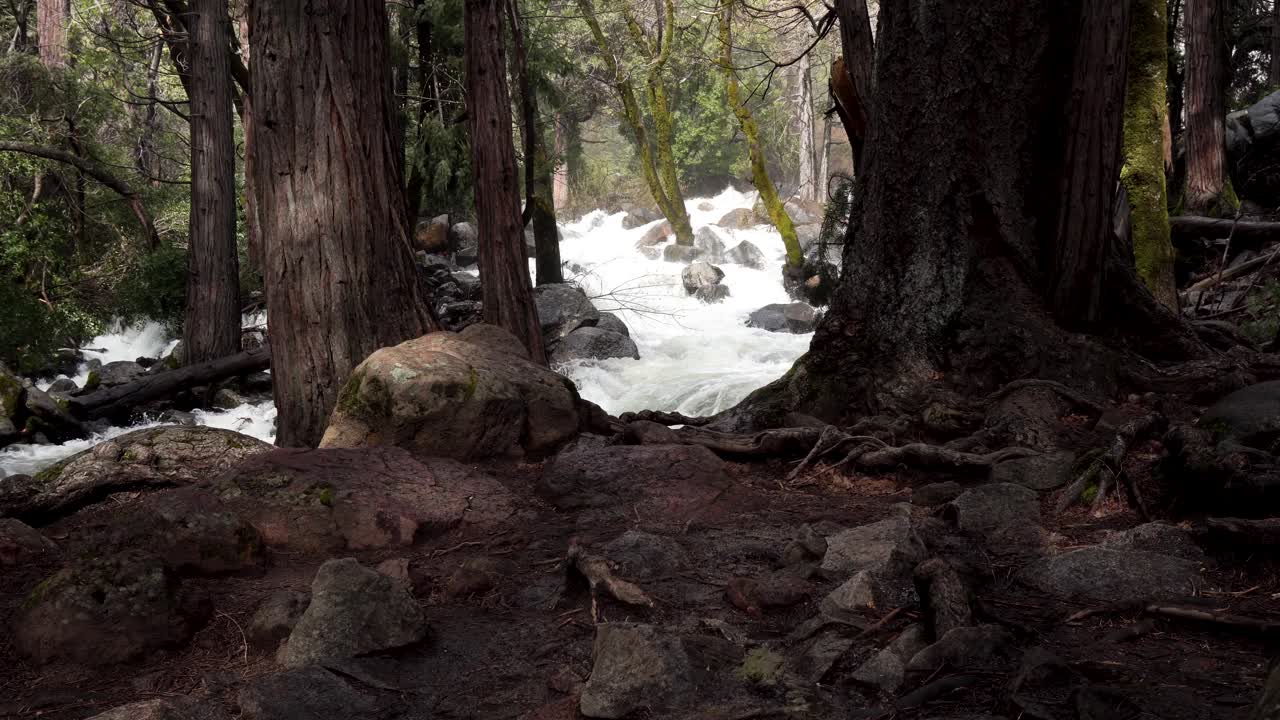 Flowing river whitewater rapids in Yosemite California between trees, Dolly in reveal shot