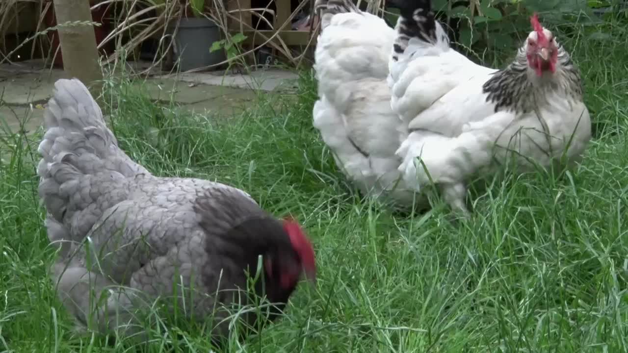 pollos de campo libre en la hierba larga en el jardín trasero