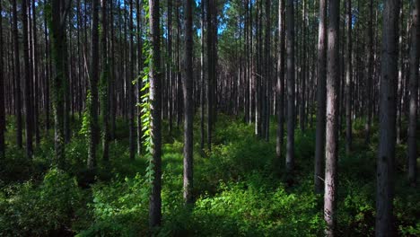 sunny glass house mountains forest sunshine coast queensland qld australia aerial drone lutton beerburrum peachester state bush tower hill gum eucalyptus para rubber trees summer forward