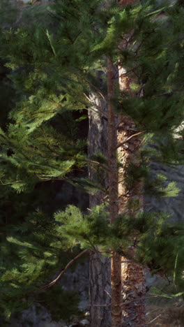 close-up of a pine tree trunk and branches in a forest