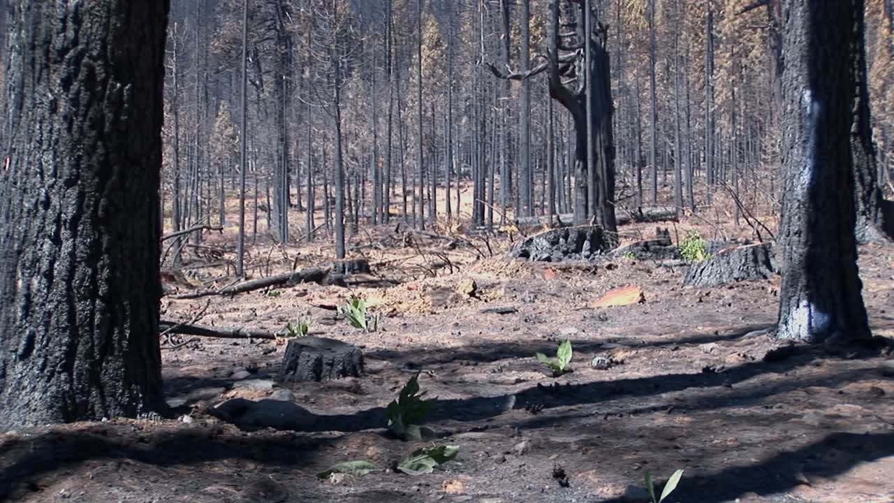 나무가 베어진 불에 탄 숲 1