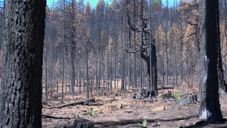 Ein-Feuer-Verbrannte-Einen-Wald-Mit-Gefällten-Bäumen-1