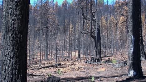 un bosque quemado por el fuego con árboles talados 1