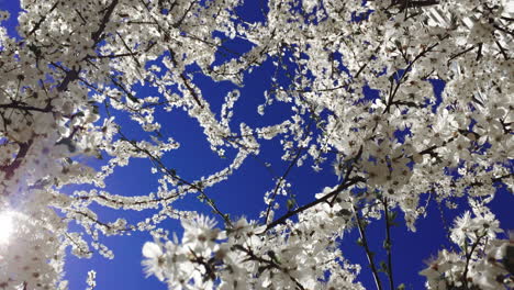 cherry blossom on blue sky background. close up flowering apple tree in sunshine