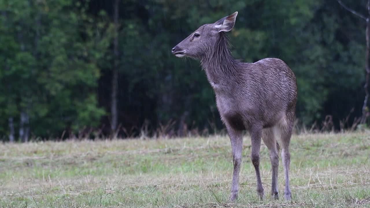 el ciervo sambar es una especie vulnerable debido a la pérdida de hábitat y la caza