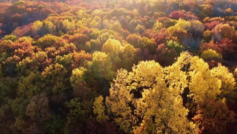 Vista-Del-Bosque-Durante-Una-Puesta-De-Sol-De-Otoño