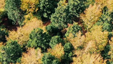 Aerial-zoomed-in-top-down-view-over-beautiful-automnal-mountain-forest,-slow-fly,-4K