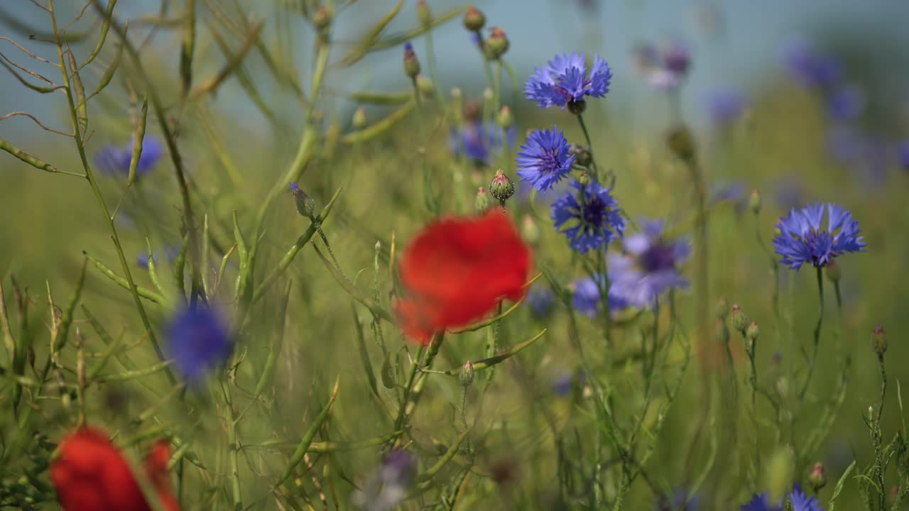 Close-up of red poppies and blue cornflowers in summer