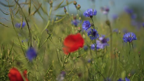 Primer-Plano-De-Amapolas-Rojas-Y-Acianos-Azules-En-Verano