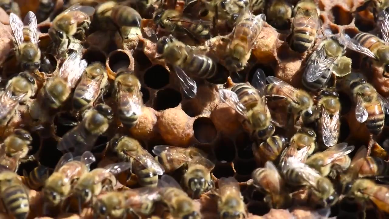 Honey Bees diligently work the hive to produce honey for a beekeeper.