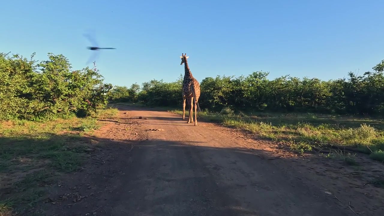 La telecamera segue una giraffa adulta che cammina su una strada sterrata soleggiata nel parco Kruger