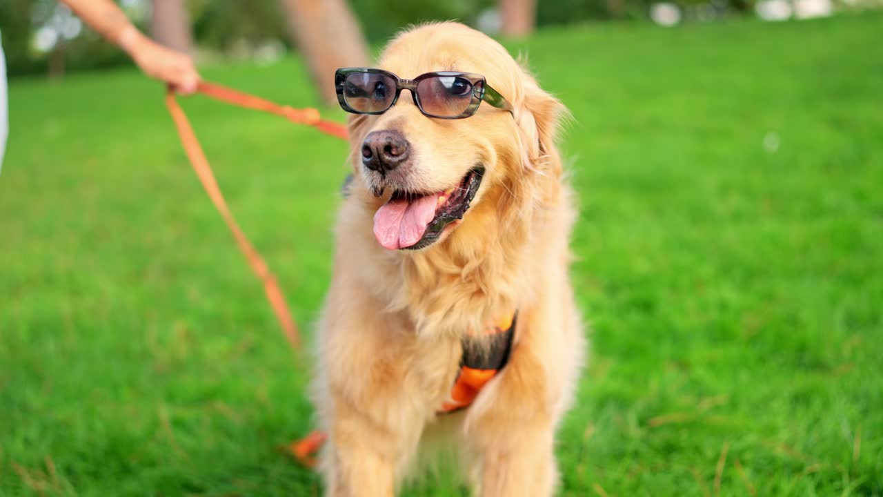Yeşil çimen üzerinde güneş gözlüğü takmış mutlu Golden Retriever cinsi köpek