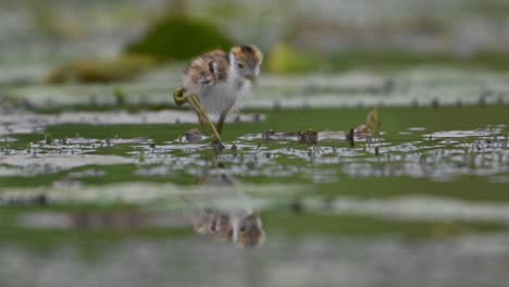 Polluelos-De-Jacana-De-Cola-De-Faisán---Primer-Plano-Por-La-Mañana-Sobre-Hojas-Flotantes-De-Nenúfar