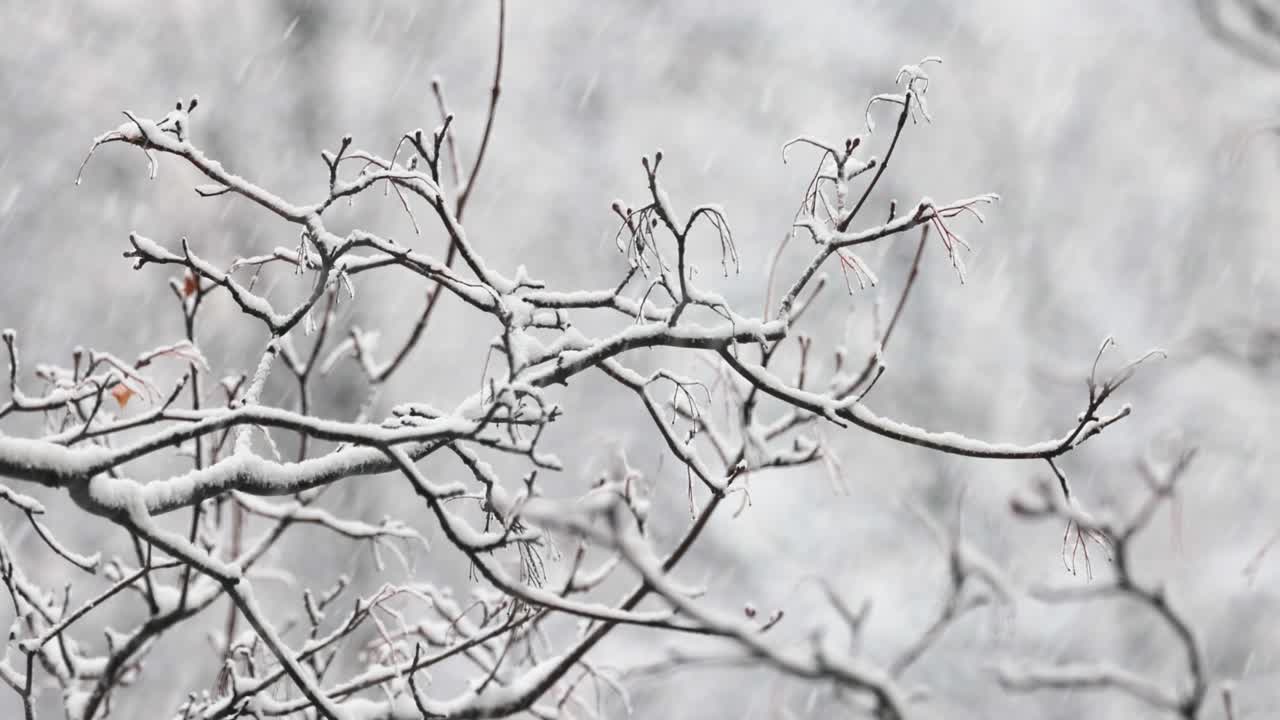 폭설의 배경에 나뭇가지입니다. 겨울 풍경 아래로 떨어지는 눈 조각.