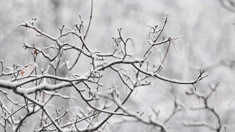 tree branches on the background of snowfall. flakes of snow falling down winter landscape.