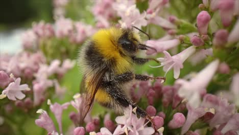 Bumblebee-collects-nectar-from-the-flower.-Close-up-macro.