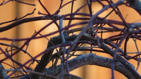 close-up of branches with no leaves at start of spring weather in shade on day with slight breeze and wind