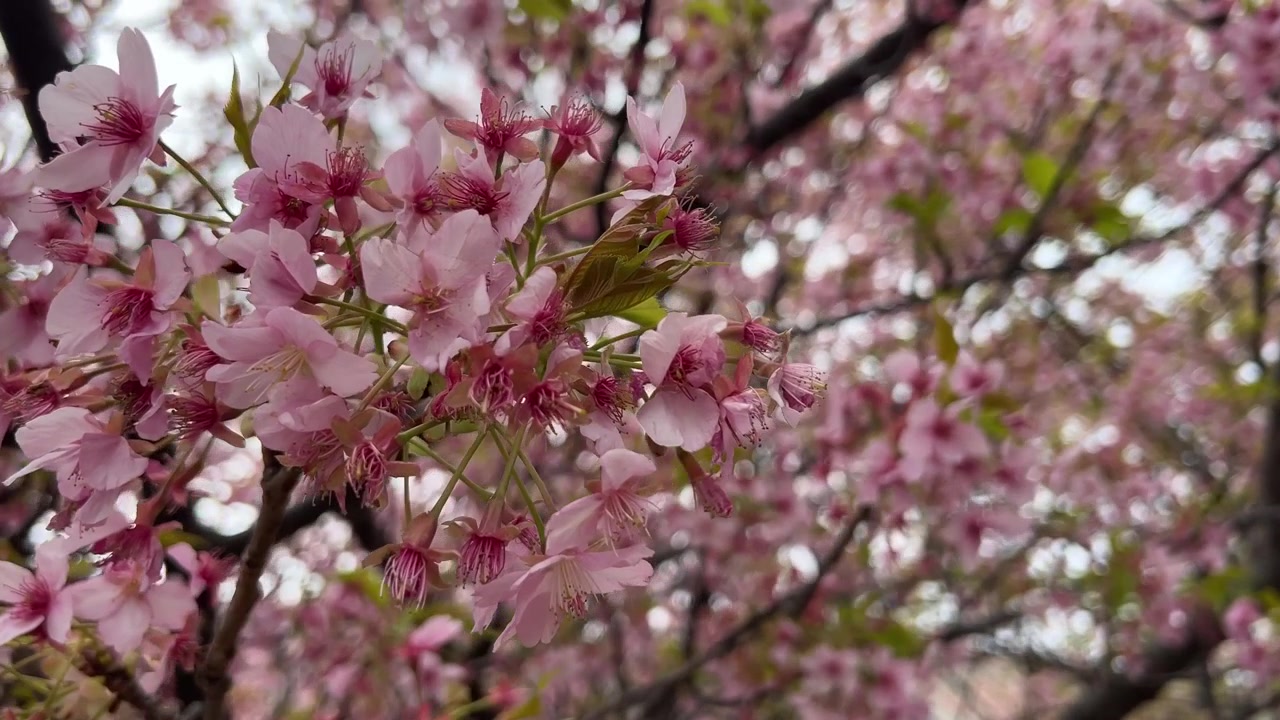 Fiori di Ciliegio Sakura in Fiore, Giappone