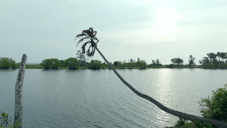 Mangroves-in-a-lakeshore-and-seashore