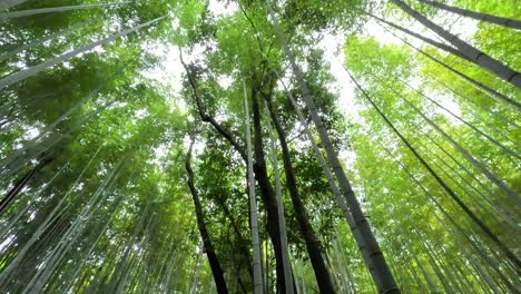 Arashiyama-Bambuswald-In-Kyoto,-Japan