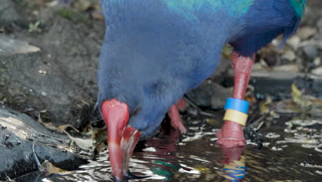 a takahe bird drinks from a pond in south island, new zealand